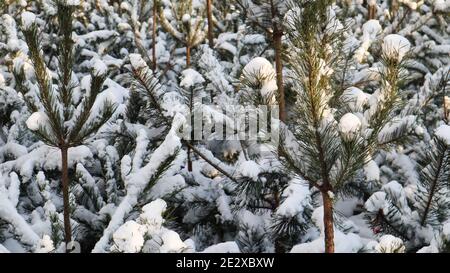 Many small trees. The branches of the Christmas tree are covered with snow, natural spruce. Winter background Stock Photo