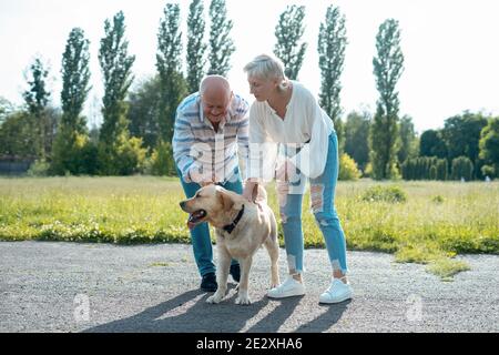 happy senior couple play with labrador retriever dog in sunny summer park Stock Photo