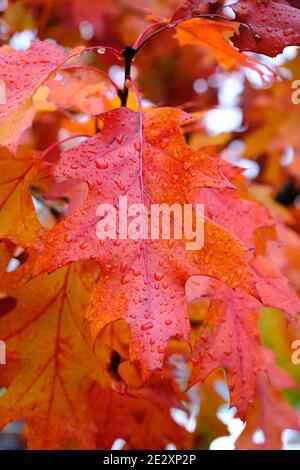 Leaf of a red oak covered in rain drops still on branch in Autumn Stock Photo