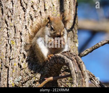 american Red squirrel in a tree grabbing and eating black walnut Stock Photo