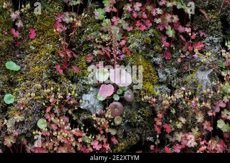 Navelwort or pennywort (Umbilicus rupestris) with Herb robert and moss and lichen.  Wildflowers growing on a wall in Exmoor, Devon, England, UK Stock Photo