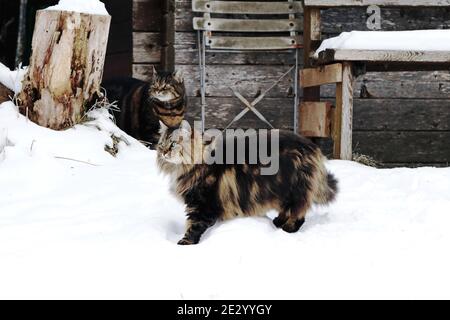 A Norwegian Forest Cat playing with another cat in the snow in front of a wooden house Stock Photo