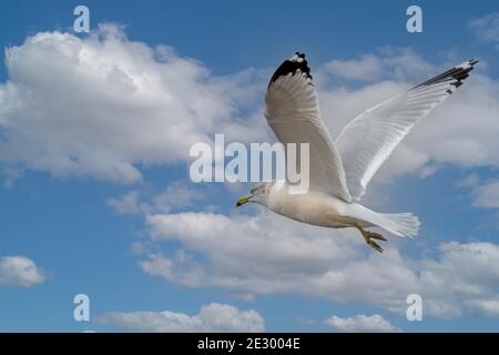 Seagull in flight beautiful blue sky and white clouds Stock Photo