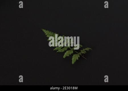 Small silver fern leaf on black background Stock Photo