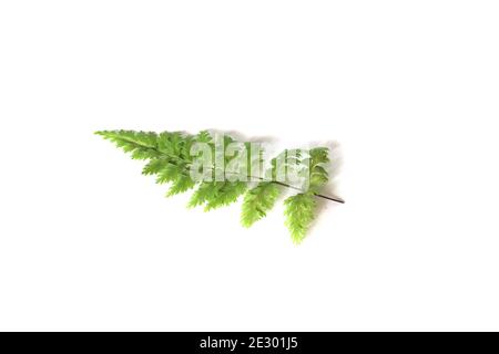 Small silver fern leaf on white background Stock Photo