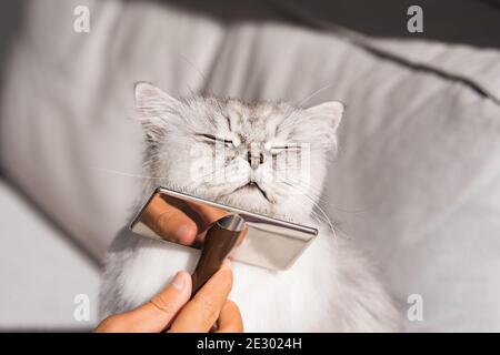 Combing lovely cute grey longhaired persian cat. Fluffy cat loves being brushed Stock Photo