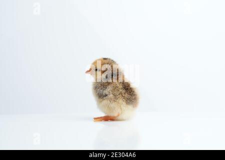 Sleepy bantam, on a white background. Stock Photo