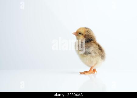 Sleepy bantam, on a white background. Stock Photo