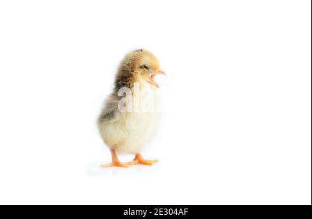 Sleepy bantam, on a white background. Stock Photo