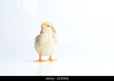 Sleepy bantam, on a white background. Stock Photo