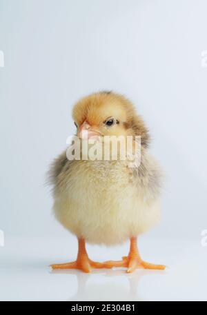 Sleepy bantam, on a white background. Stock Photo