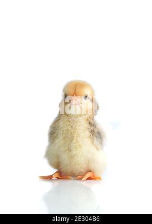 Sleepy bantam, on a white background. Stock Photo
