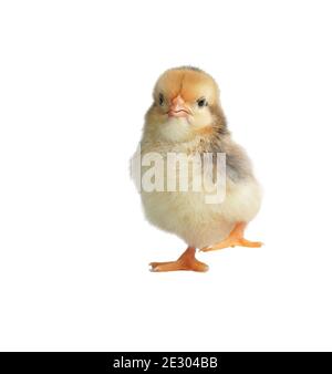 Sleepy bantam, on a white background. Stock Photo