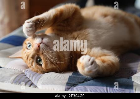 close up one playful tabby cat rolling on mattress under sunlight Stock Photo