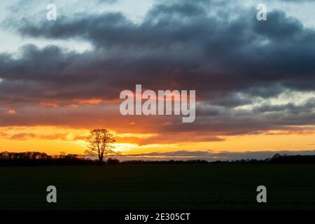 Quercus. Oak Tree silhouette in the cotswold countryside at sunset. Cotswolds, Oxfordshire, England Stock Photo