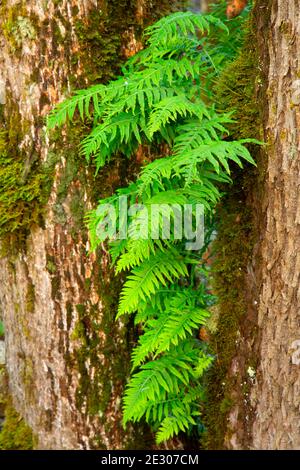 Licorice ferns (Polypodium glycyrrhiza) along Homer Campbell Trail, William Finley National Wildlife Refuge, Oregon Stock Photo