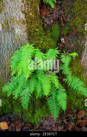 Licorice ferns (Polypodium glycyrrhiza) along Homer Campbell Trail, William Finley National Wildlife Refuge, Oregon Stock Photo