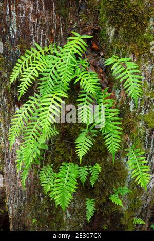 Licorice ferns (Polypodium glycyrrhiza) along Homer Campbell Trail, William Finley National Wildlife Refuge, Oregon Stock Photo