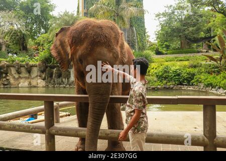 Face to face. Young traveler with friendly elephant in tropical rainforest in Chiang Mai Province, Thailand Stock Photo