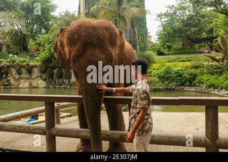 Face to face. Young traveler with friendly elephant in tropical rainforest in Chiang Mai Province, Thailand Stock Photo