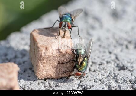 house fly in extreme close up sitting on piece dog food. Picture taken on grey wall. Stock Photo