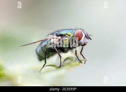 house fly in extreme close up sitting on green leaf. Picture taken before grey background. Stock Photo