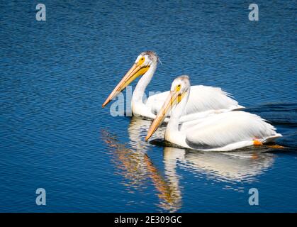 Two non-breeding adult American White Pelicans (Pelecanus erythrorhynchos) swims on a pond in Beaumont, Alberta, Canada. Stock Photo