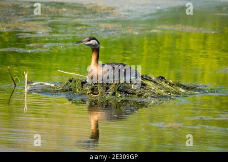 A red-necked grebe (Podiceps grisegena) sits on its nest in the middle of a pond in Beaumont, Alberta, Canada. Stock Photo