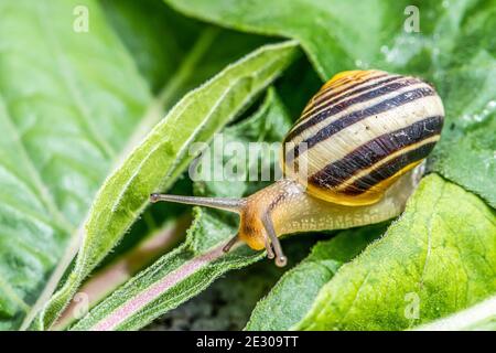 Burgundy snail Helix on the forest surface in natural environment macro close-up images of nature focus depth Stock Photo