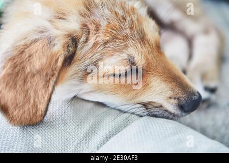 Cute ginger white puppy laid asleep on a pillow close-up. Stock Photo