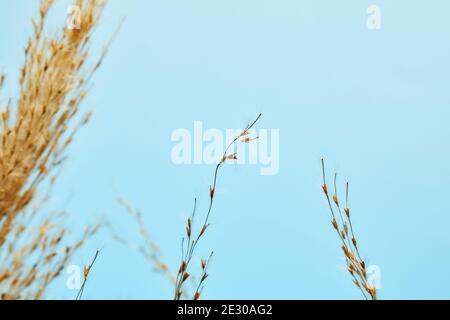 Dry reed, reed seeds. Golden reed grass in the sun against the blue sky. Minimalistic, stylish, trendy concept. Stock Photo