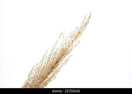 Dry reed, reed seeds. Golden reed grass in the sun on a white background. Minimalistic, stylish, trendy concept. Stock Photo