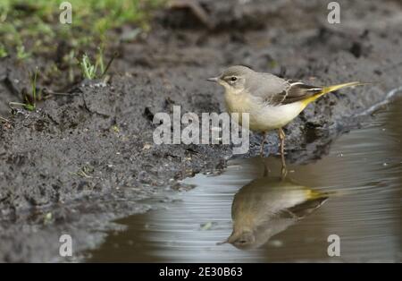 A beautiful Grey Wagtail, Motacilla cinerea, searching for insects along the edge of a puddle on a dirt track in winter. It's reflection can be seen i Stock Photo