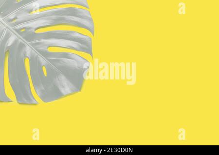 Gray tropical leaf Monstera on trendy yellow background. Illuminating Yellow and Ultimate Gray, colors of the year 2021 - Image Stock Photo