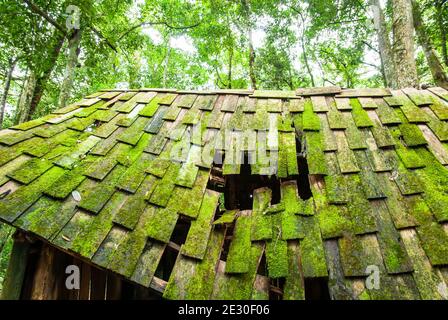 An old wooden cabin with lush moss and lichen on the wooden roof, old abandoned wooden cabin in a tropical forest in springtime. Stock Photo