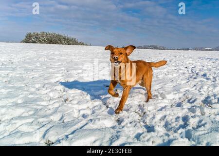 Happy smiling Labrador running. Dog running in the snow on a background of snowy forest. Dog breed labrador retriever fun running through the snow Stock Photo