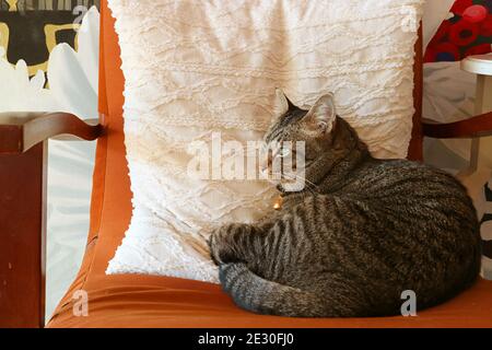 Beautiful Tabby Cat Relaxing on a Fluffy Armchair Stock Photo
