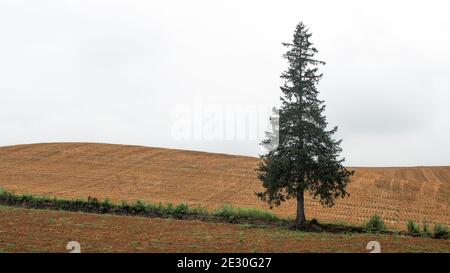 Lone Christmas Tree in Biei, Hokkaido, Japan. The tall spruce tree on a gentle hillside. Scenic spot representing the beauty of nature. Stock Photo