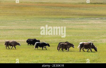 Small herd of Yaks, cows, on the green steppe of Mongolia Stock Photo ...