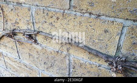 Old concrete wall, natural texture. Light shadows background. Selective focus. Front view. Stock Photo