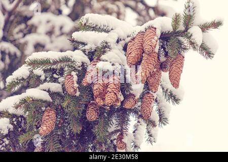 Snow covered real Fir tree branches, ornaments, and cones on rustic