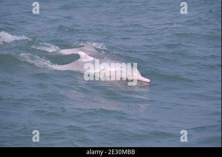 Pink Humpback Dolphin in Costal Region of Bay of Bengal Stock Photo