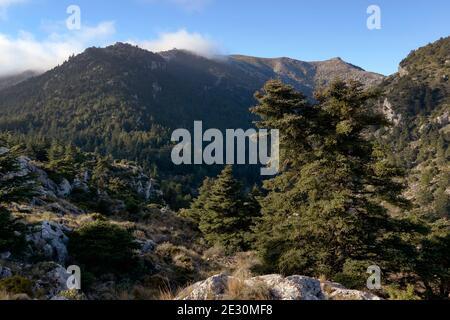 Forest of Pinsapos (Abies pinsapo) trail in the Sierra de las Nieves National Park in the province of Malaga. Andalusia, Spain Stock Photo