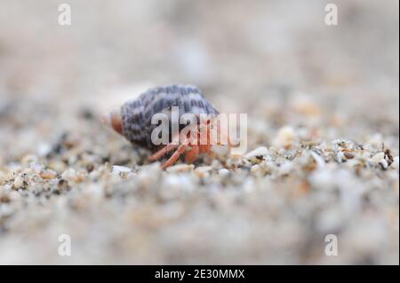Hermit crab crawling on sandy beach of Saint Martin Island in Bangladesh Stock Photo