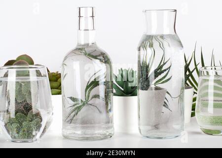 Collection of various plants in pots distorted through water in glasses on white background.Home decor, eco friendly, relax, gardening concept Stock Photo