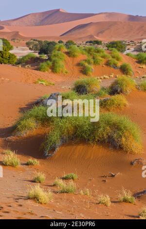 Sossus Vlei Sesriem Desierto Namib Namibia Africa Stock Photo