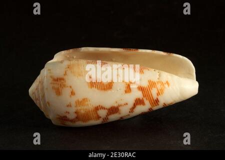 Indian Cone Shells, ( Conidae Stock Photo - Alamy