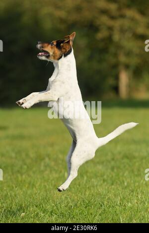 Jack Russell terrier dog jumping up Stock Photo