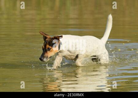 Jack Russell terrier dog in water Stock Photo