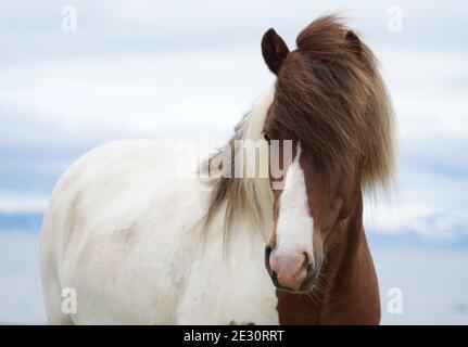 portrait of pied icelandic horse with blurred blue background Stock Photo